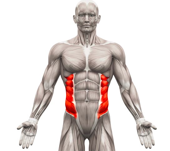budowa mięśni brzucha mięśnie skośne 