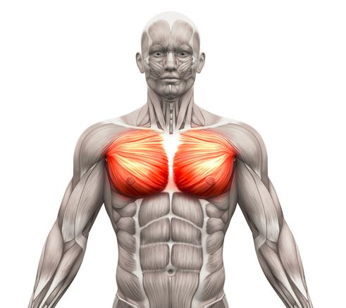 mięśnie klatki piersiowej wiekszy