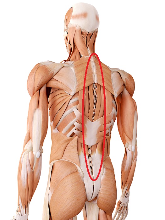 anatomia mięśni pleców prostownik grzbietu