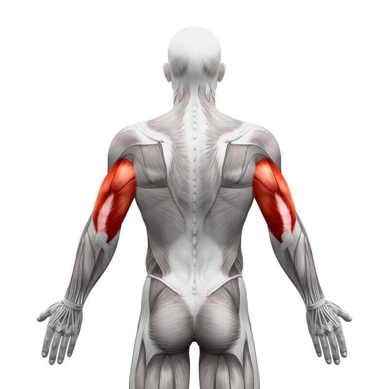 triceps budowa mięśnia ramienia grafika