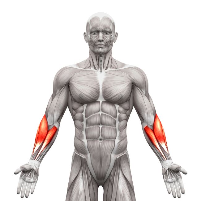 mięśnie w przedramieniu anatomia człowieka rysunek