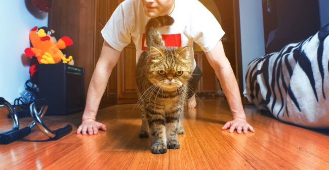 kot przeszkadzający w domowej siłowni